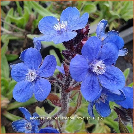 Anchusa azurea 'Loddon Royalist' | Blauwe ossentong, Italiaanse ossentong