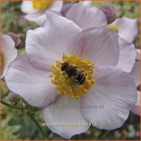 Anemone hupehensis | Anemoon, Herfstanemoon, Japanse anemoon