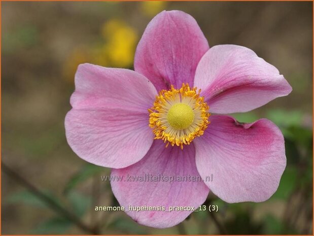 Anemone hupehensis 'Praecox' | Anemoon, Herfstanemoon, Japanse anemoon