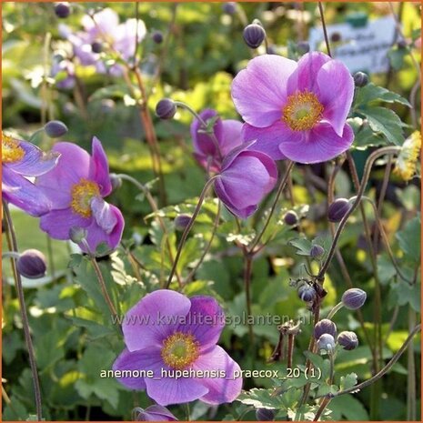 Anemone hupehensis 'Praecox' | Anemoon, Herfstanemoon, Japanse anemoon