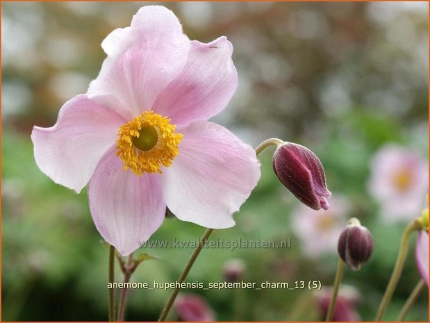 Anemone hupehensis 'September Charm' | Anemoon, Herfstanemoon, Japanse anemoon