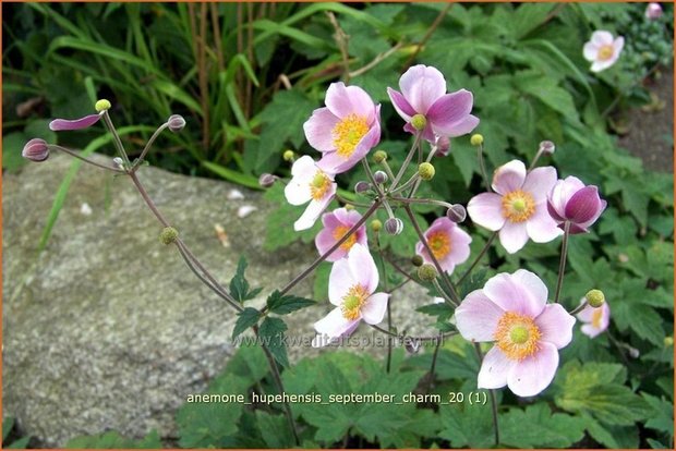 Anemone hupehensis 'September Charm' | Anemoon, Herfstanemoon, Japanse anemoon