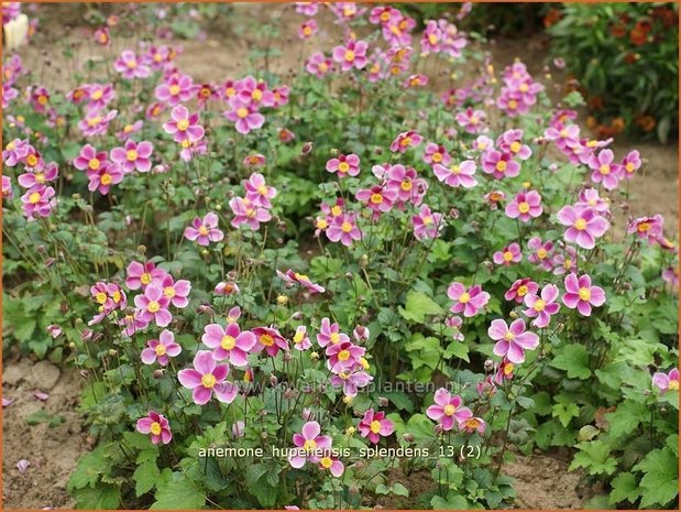 Anemone hupehensis 'Splendens' | Anemoon, Herfstanemoon, Japanse anemoon