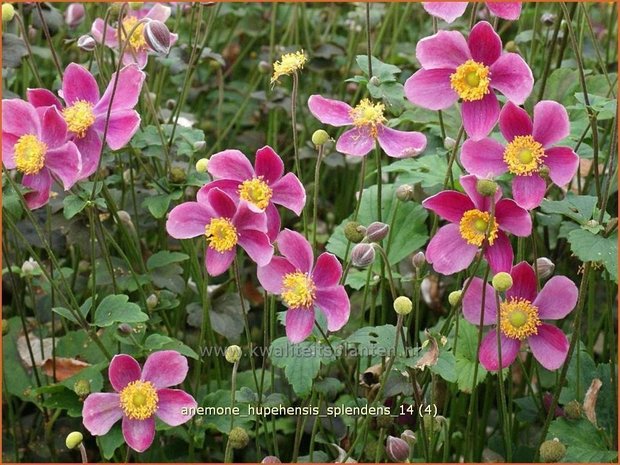 Anemone hupehensis 'Splendens' | Anemoon, Herfstanemoon, Japanse anemoon