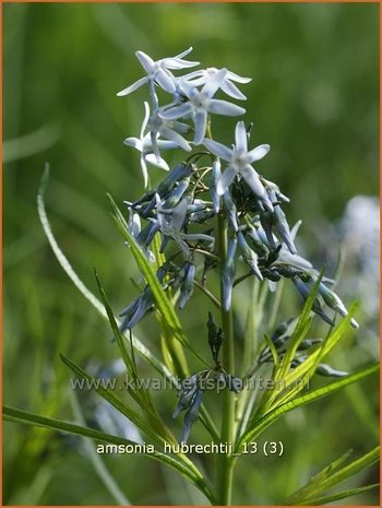 Amsonia hubrechtii | Blauwe ster