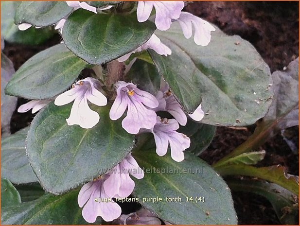 Ajuga reptans 'Purple Torch' | Zenegroen