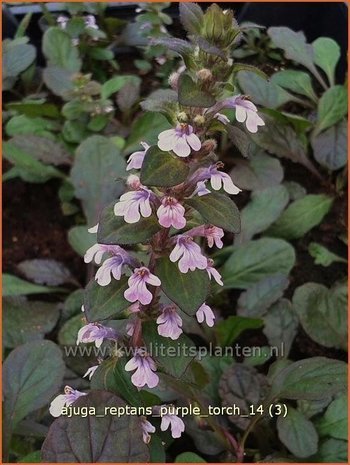 Ajuga reptans 'Purple Torch' | Zenegroen