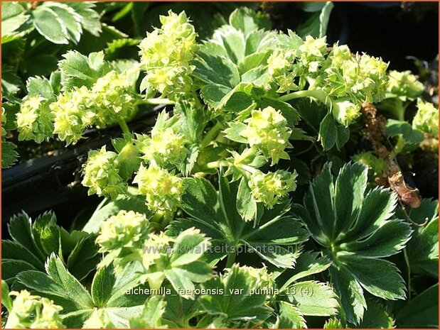 Alchemilla faeroensis var. pumila | Vrouwenmantel