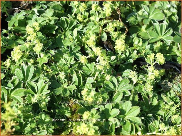 Alchemilla faeroensis var. pumila | Vrouwenmantel