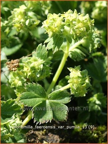 Alchemilla faeroensis var. pumila | Vrouwenmantel