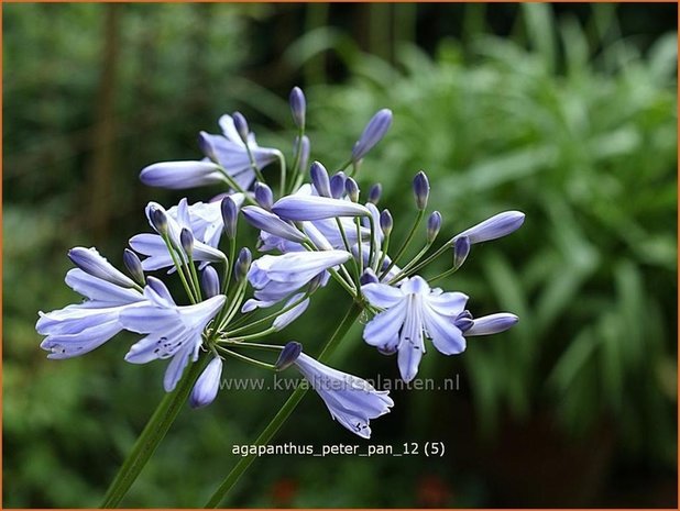 Agapanthus 'Peter Pan' | Kaapse lelie, Afrikaanse lelie, Liefdesbloem