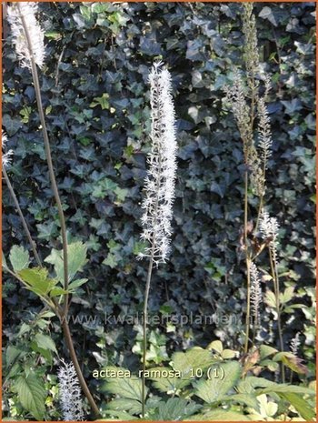 Actaea ramosa | Zilverkaars, Christoffelkruid