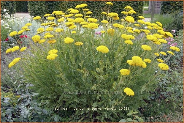 Achillea filipendulina 'Parker Variety' | Duizendblad