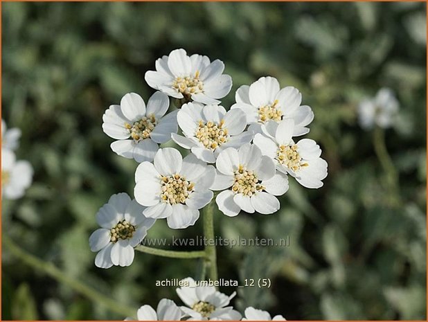 Achillea umbellata | Duizendblad