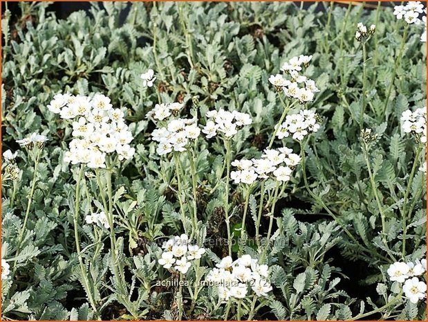 Achillea umbellata | Duizendblad