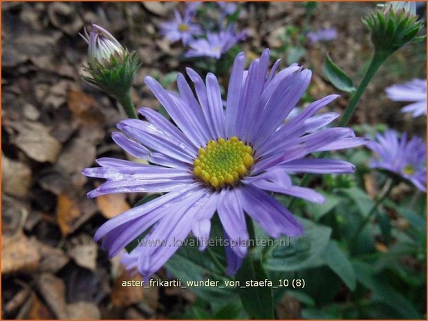 Aster frikartii 'Wunder von Stäfa' | Aster | Frikarts Aster