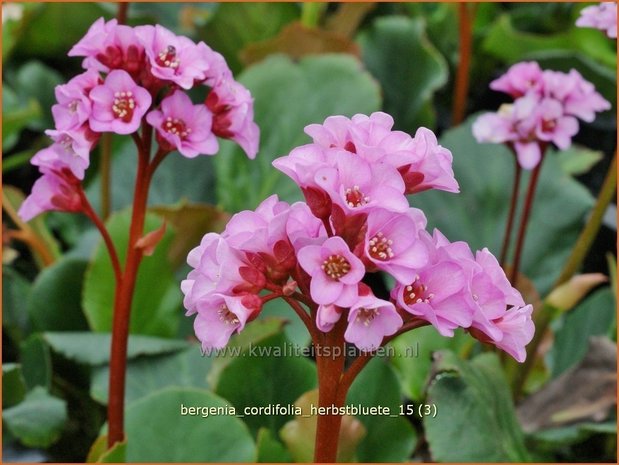 Bergenia cordifolia &#39;Herbstblüte&#39; | Schoenlappersplant, Olifantsoor | Altai-Bergenie