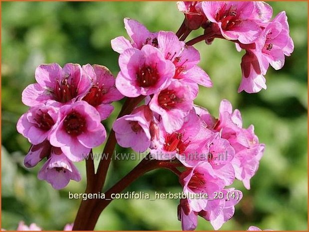 Bergenia cordifolia &#39;Herbstblüte&#39; | Schoenlappersplant, Olifantsoor | Altai-Bergenie