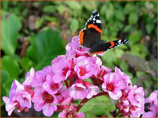 Bergenia cordifolia &#39;Herbstblüte&#39; | Schoenlappersplant, Olifantsoor | Altai-Bergenie