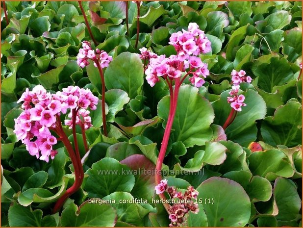 Bergenia cordifolia &#39;Herbstblüte&#39; | Schoenlappersplant, Olifantsoor | Altai-Bergenieq