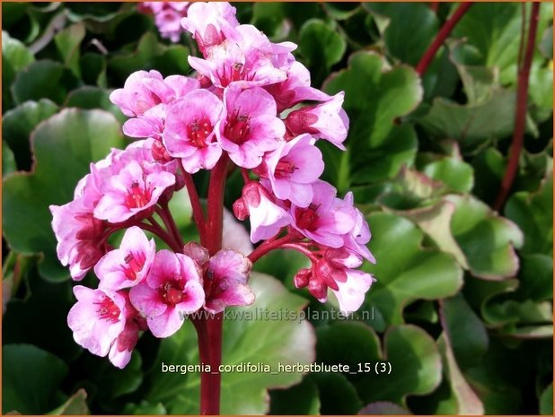 Bergenia cordifolia &#39;Herbstblüte&#39; | Schoenlappersplant, Olifantsoor | Altai-Bergenie