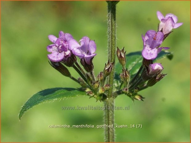 Calamintha menthifolia 'Gottfried Kuehn' | Steentijm