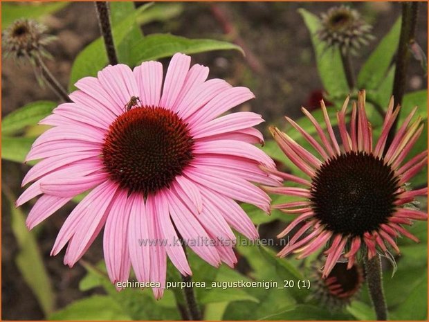 Echinacea purpurea 'Augustkoenigin' | Zonnehoed