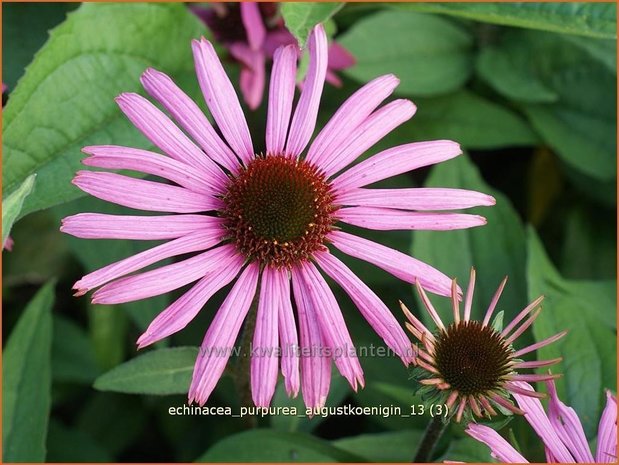 Echinacea purpurea 'Augustkoenigin' | Zonnehoed