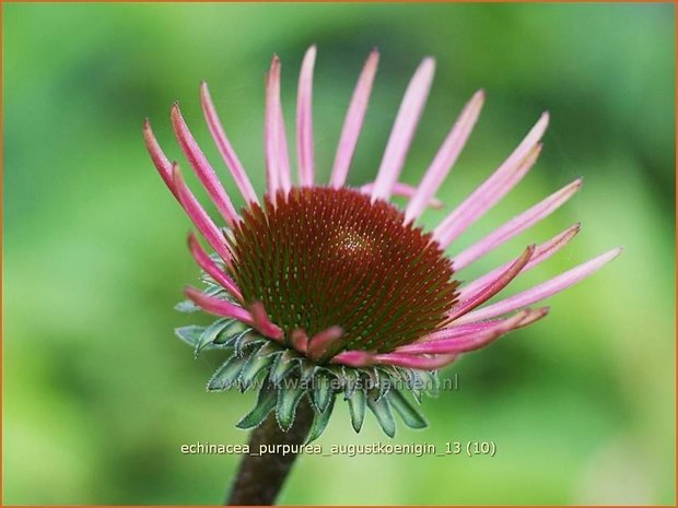 Echinacea purpurea 'Augustkoenigin' | Zonnehoed