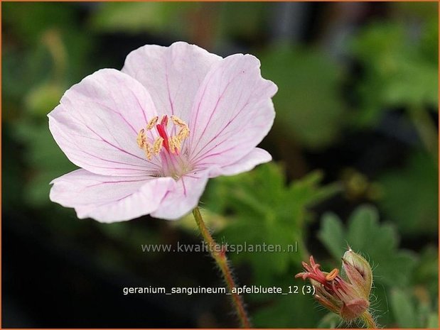 Geranium sanguineum 'Apfelbluete' | Ooievaarsbek