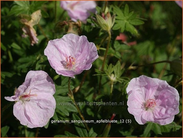 Geranium sanguineum 'Apfelbluete' | Ooievaarsbek