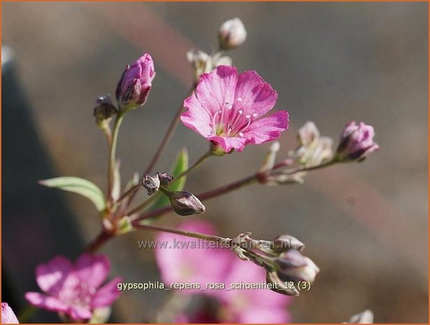 Gypsophila repens 'Rosa Schoenheit' | Gipskruid