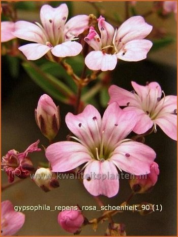 Gypsophila repens 'Rosa Schoenheit' | Gipskruid