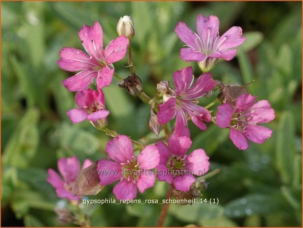 Gypsophila repens 'Rosa Schoenheit' | Gipskruid