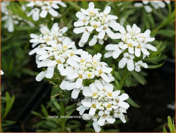 Iberis sempervirens 'Weisser Zwerg' | Scheefbloem, Scheefkelk