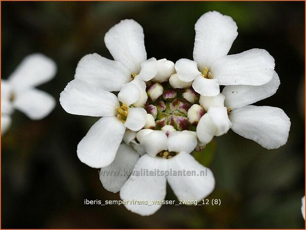 Iberis sempervirens 'Weisser Zwerg' | Scheefbloem, Scheefkelk