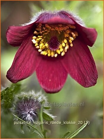 Pulsatilla vulgaris 'Roede Klokke' | Wildemanskruid