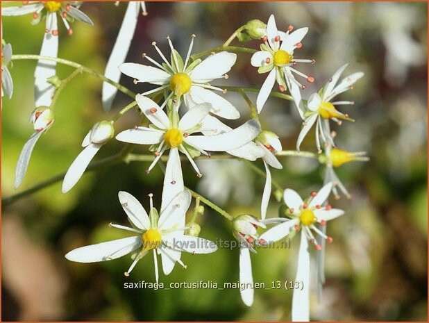 Saxifraga cortusifolia 'Maigruen' | Steenbreek