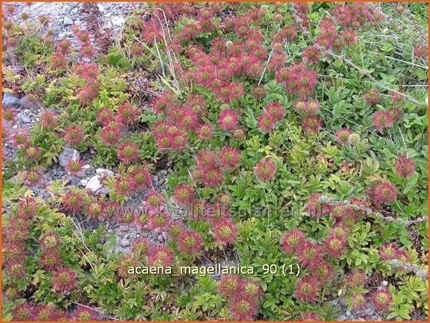 Acaena magellanica | Stekelnootje