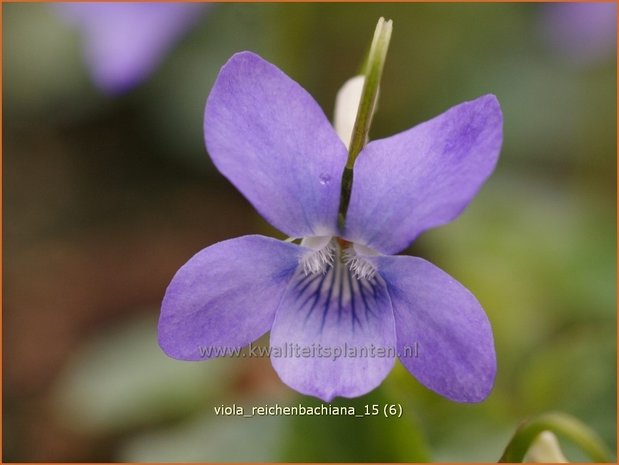 Viola reichenbachiana