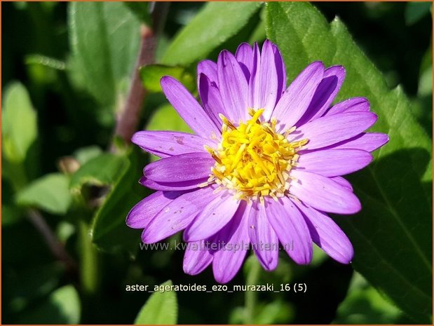 Aster ageratoides 'Ezo Murazaki' | Aster | Ageratum-ähnliche Aster