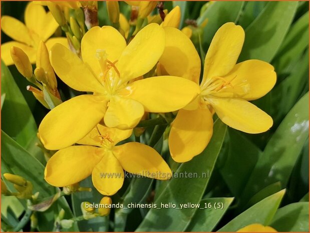 Belamcanda chinensis &#39;Hello Yellow&#39;