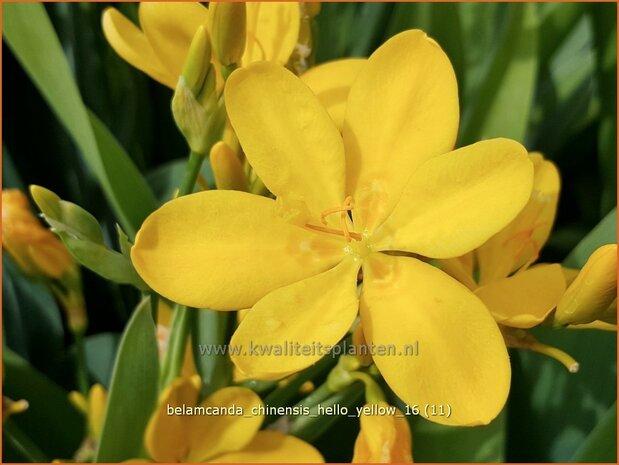 Belamcanda chinensis &#39;Hello Yellow&#39;