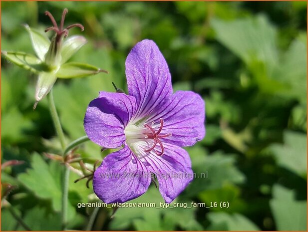 Geranium wlassovianum 'Typ Crug Farm' | Ooievaarsbek, Tuingeranium | Sibirischer Storchenschnabel