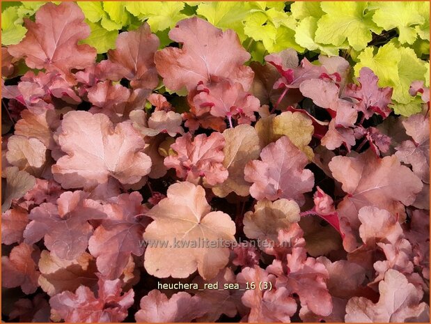 Heuchera 'Red Sea' | Purperklokje | Purpurglöckchen