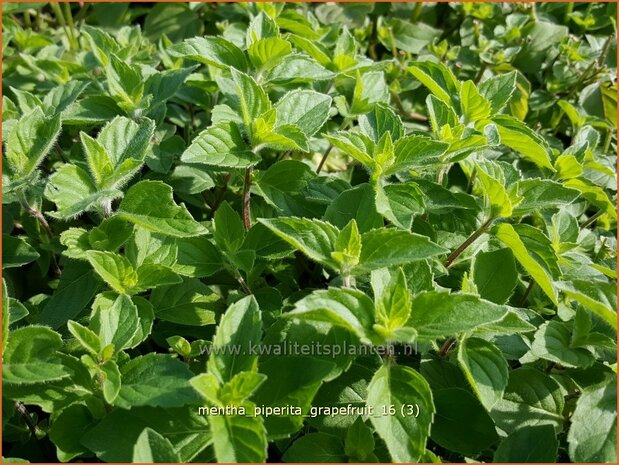 Mentha piperita 'Grapefruit' | Pepermunt, Munt | Pfefferminze