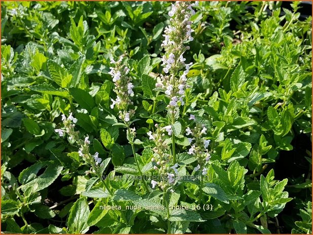 Nepeta nuda 'Anne's Choice' | Kattenkruid | Kahle Katzenminze