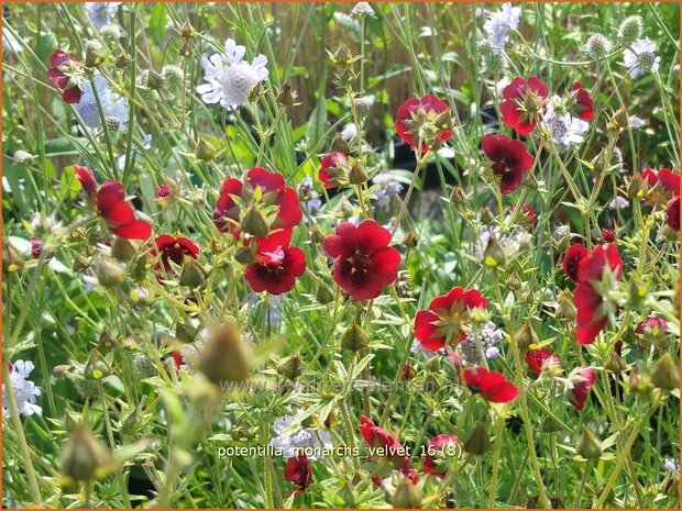 Potentilla 'Monarchs Velvet' | Ganzerik, Vijfvingerkruid | Fingerkraut