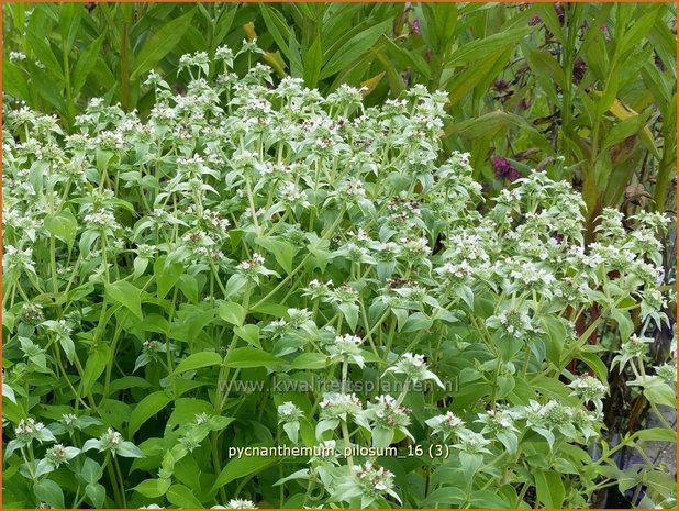 Pycnanthemum pilosum | Bergmunt | Behaarte Scheinbergminze