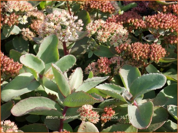 Sedum telephium 'Moonlight Serenade' | Hemelsleutel, Vetkruid | Grosse Fetthenne